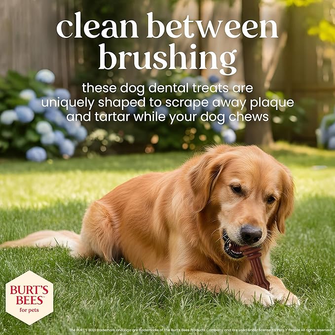BURT'S BEES FOR PETS Dental Treats for Dogs with Manuka Honey & Ginger, Holistic, Plant-Based Oral Care, 98% Natural Origin Formulas, Sweet Potato Flavor, Dog Treats Medium Dogs, Sz Md/Lg 5ct, 7 oz