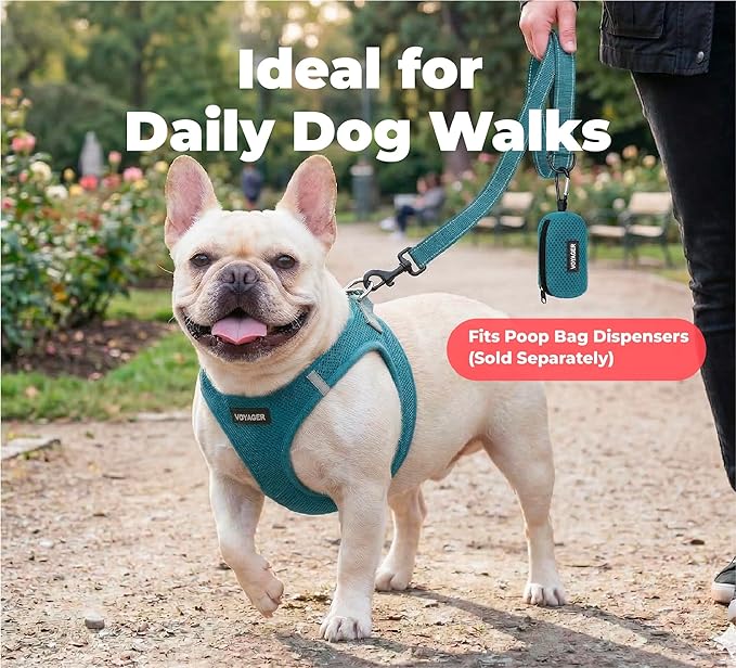 Best Pet Supplies Voyager Reflective Dog Leash or Collar with Neoprene Handle, for Small, Medium, and Large Breed Puppies, Cute and Heavy Duty for Walking, Running and Training - Turquoise (Leash), M