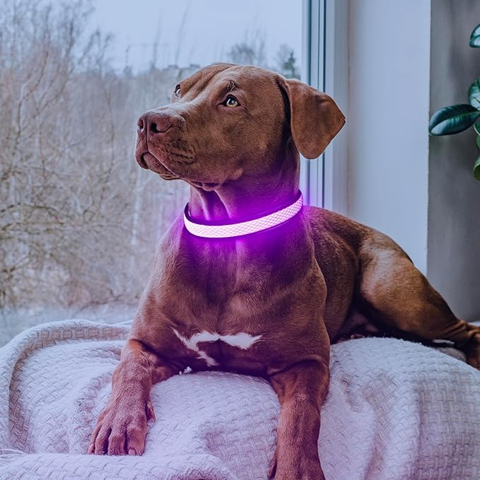 Flashseen LED Dog Collar, Light Up Dog Collar USB Rechargeable, Brightest Dog Lights for Night Walking, Adjustable Dog Collar Light for Dog Safety (Purple, Medium)