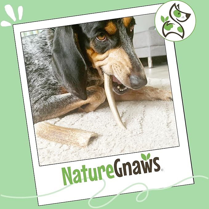 Nature Gnaws USA Elk Antlers for Dogs 5-8" (1 Count) - Long Lasting for Aggressive Chewers and Large Breeds - Natural Dog Chew Bones