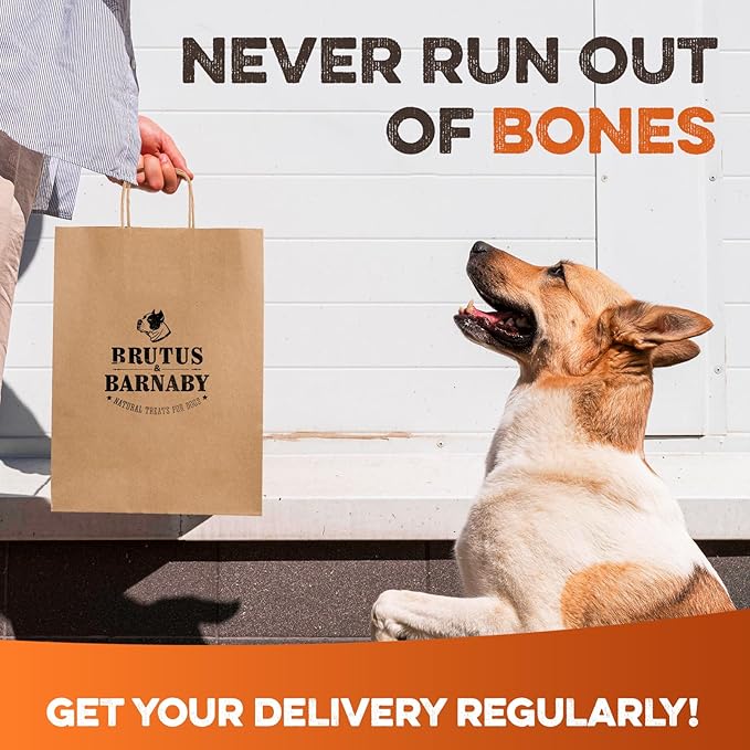 BRUTUS & BARNABY Shin Bones for Dogs – 100% USA-Sourced Beef Bones – Long-Lasting Chew for Large Breeds and Aggressive Chewers – Natural, High Protein, Dental Health Support, (1-pk) – Made in The USA