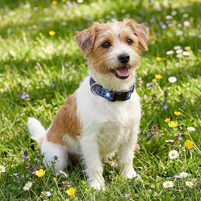 Floral Dog Collar, Adjustable Soft Nylon Pet Collar for Small Medium Large Dogs, Cute Flower Pattern Dog Collar for Girl Boy Dogs(Cyber Bloom,XS)