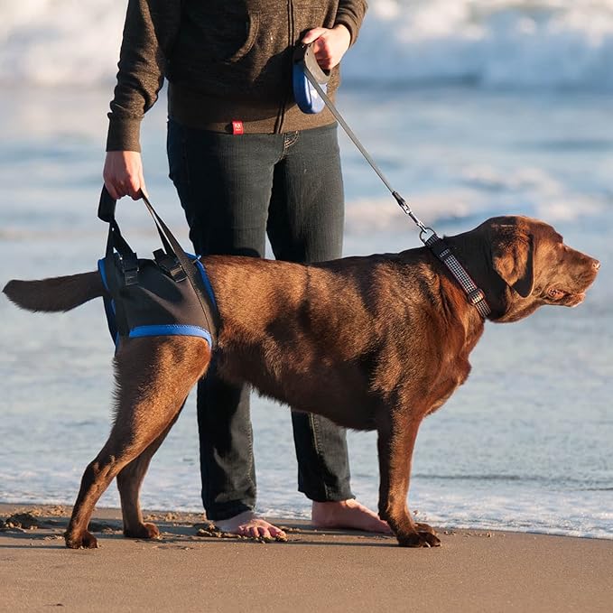 Walkabout Back End Harness, Dog and Cat Lifting Aid for Pets Needing Assistance with Walking/Mobility - A Dog Support Harness for Back Legs (Small 13-17" Abdomen)