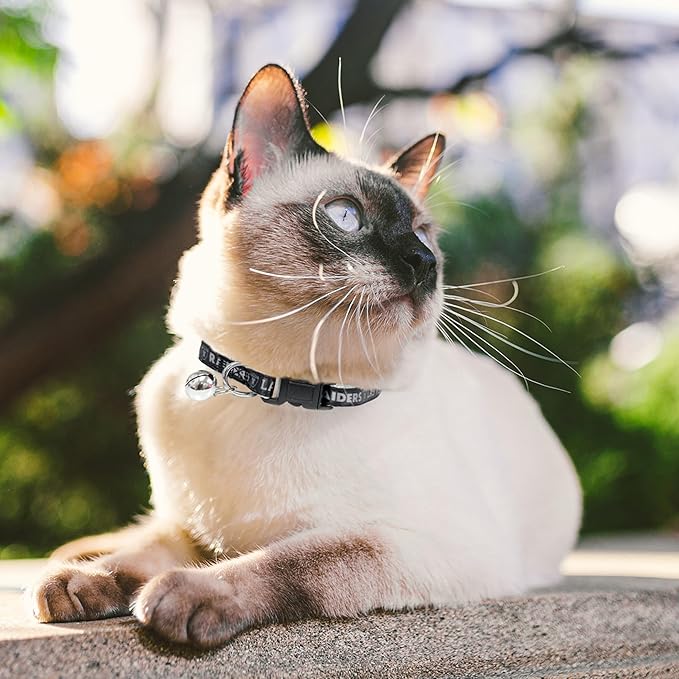 NFL CAT Collar Las Vegas Raiders Satin Cat Collar Football Team Collar for Dogs & Cats. A Shiny & Colorful Cat Collar with Ringing Bell Pendant