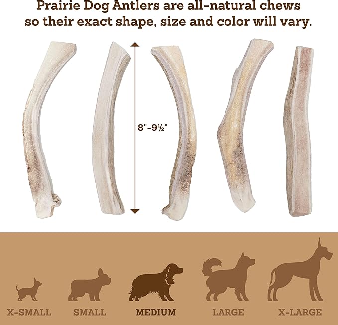 Prairie Dog Antlers | North American Split Antler | Large | Naturally Shed | Hand Harvested | Nutrient Rich | 6-7.5 inches long