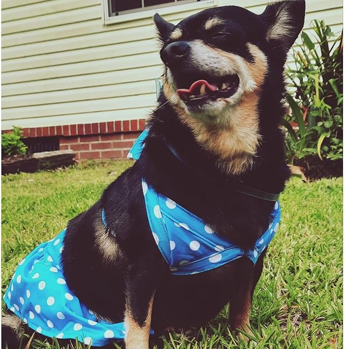 Junchl Small Dog Bikini,Summer Pet Swimsuit Puppy Bathing Dress Beach Clothes, Hawaiian Party Pet Costume Outfit for Puppy Cat Kitten Blue Polka Dots S