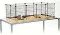 GuineaLoft™ C&C Cage (Model-AB) – Tall & Large 4ft(L) x 2ft(W) x 1.3ft(H) C&C Guinea Pig Cage, Puppy/Bunny Play Pen w/Improved Hardware & Disposable Bottom - Visit the GuineaLoft Store to See More