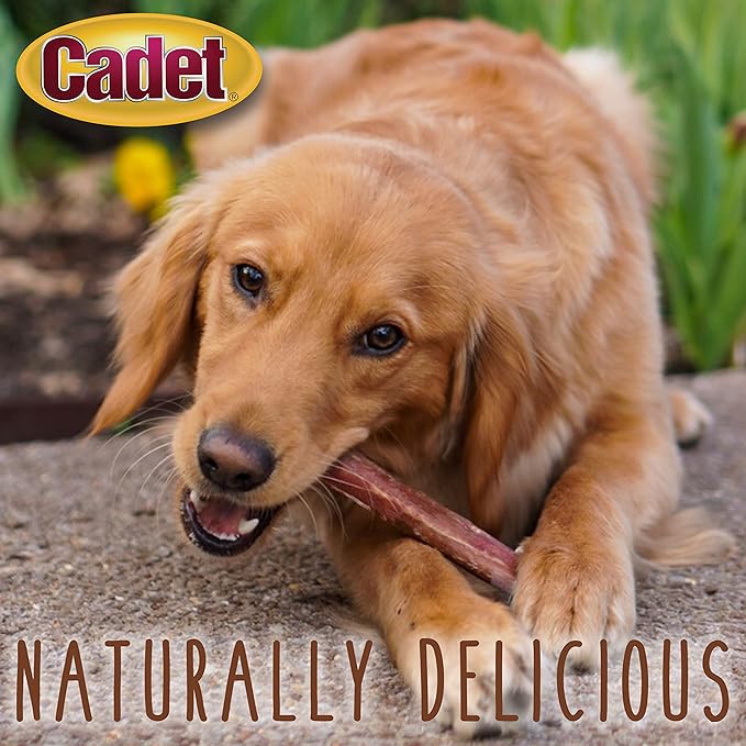 Cadet Bully Sticks for Large Dogs, All-Natural Beef Pizzle, Rawhide-Free Long-Lasting Dog Chews for Aggressive Chewers, 10 Count