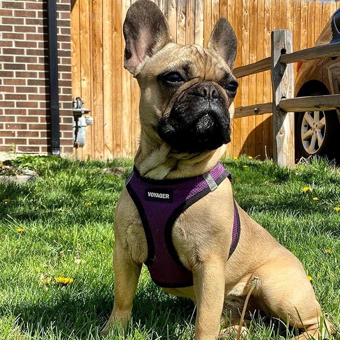 Best Pet Supplies Voyager Step-in Air All Weather Mesh Harness and Reflective Dog 5ft Leash Combo with Neoprene Handle, for Small, Medium and Large Breed Puppies - Set (Purple/Black Trim), Medium