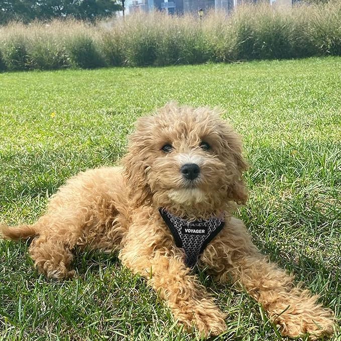 Best Pet Supplies Voyager Step-in Air Harness - All Weather Mesh, Reflective, No Pull Harness for Dogs, Cats - Secure with Hook & Loop Fastener, Buckle, Double D-Rings - Gray 2-Tone, XL