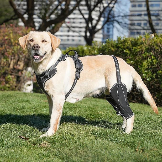 Dog Hip Knee Metal Hip Brace Support Adjustable Length with Traction Rope Weared on Front & Back Leg Puppy M Sizes Dogs Pet Relieve Joint Pain Surgery Aid Recovery Relieve ACL/CCL Pain
