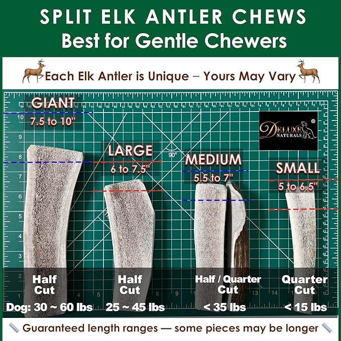 1-Pack Small Split Elk Antler Dog Chew (5 to 6.5+ in) – All Natural, Premium Grade A, Odor-Free, USA-Sourced – Long-Lasting Dental Treats for Toy and Small Dogs Under 15 lbs