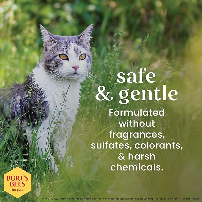 Burt’s Bees for Pets Hypoallergenic Cat Shampoo with Shea Butter and Honey, Gentle Kitten Shampoo for Indoor Cats with Dry or Sensitive Skin, Cat Bathing Supplies, 10 Fl Oz