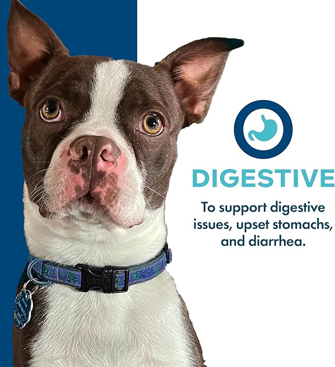 Fromm Family Nutritionals Digestive Functional Dog Treats - Premium Dog Treats to Support Digestive Issues, Upset Stomachs, & Diarrhea - Contains Pumpkin - 6 oz