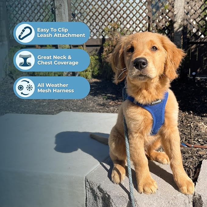 Best Pet Supplies Voyager Step-in Air All Weather Mesh Harness and Reflective Dog 5ft Leash Combo with Neoprene Handle, for Small, Medium and Large Breed Puppies - Set (Royal Blue), Large