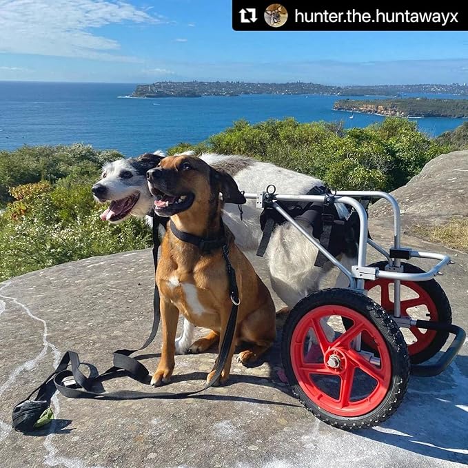Best Friend Mobility Large Back Leg Dog Wheelchair | 2.0 Design | 2026 Updated Model