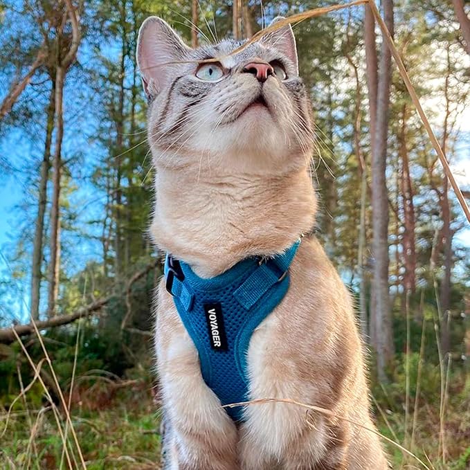 Best Pet Supplies Voyager Step-in Lock Pet Harness w Reflective Pet Leash Combo Set with Neoprene Handle 5ft - Supports Small, Medium and Large Breed Puppies/Cats - Turquoise, XL