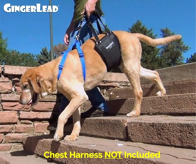 GINGERLEAD Dog Rear Support Sling Harness, M/LG Unisex with Cutout Fits Male & Female Dogs. Padded Hip Lifting Aid Helps Old Pets Walk, K9s Recover from TPLO Surgery. Integrated Leash. Made in U.S.A.