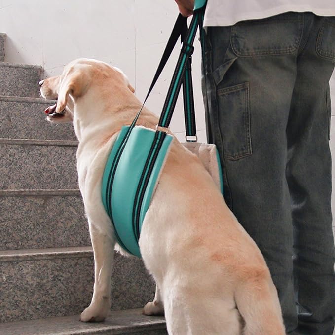 AIITLE Heavy-Duty Dog Lift Harness - Adjustable Hind Leg Support Sling for Elderly/Disabled Dogs, Orthopedic Rehab Aid with Plush Padding & Reflective Straps, Helps Stairs/Car Access (Turquoise, XL)