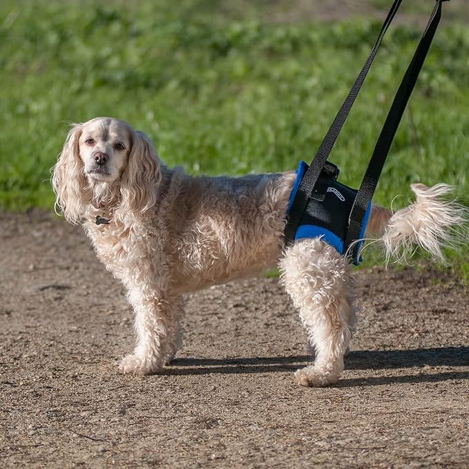 Walkabout Back End Harness, Dog and Cat Lifting Aid for Pets Needing Assistance with Walking/Mobility - A Dog Support Harness for Back Legs (XLarge 32-36 Abdomen)