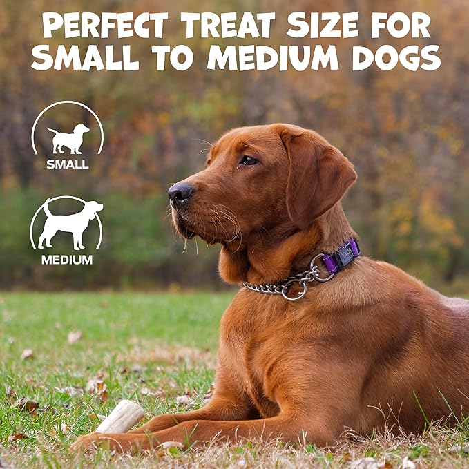 Whole Deer Antler for Dogs - Long Lasting Chews for Aggressive Chewers - Single Ingredient Odorless Treat for Small & Medium Dogs - 4-5" (1ct)