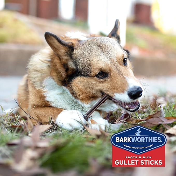 Barkworthies 6 Inch Beef Gullet Sticks - 12 Count (Pack of 1) - Protein-Packed, Supports Dental Health, Quick Hollow Snack, Great for Older Canines or Teething Puppies