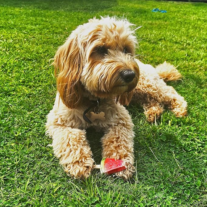 Pup Ice- Ready to Freeze at Home Dog Treats-Edible Chews for Small Breed Dogs & Puppies with Real Chicken to Keep Your Pup Cool Year Round, Fruity Lollies Watermelon Flavor, 3pcs