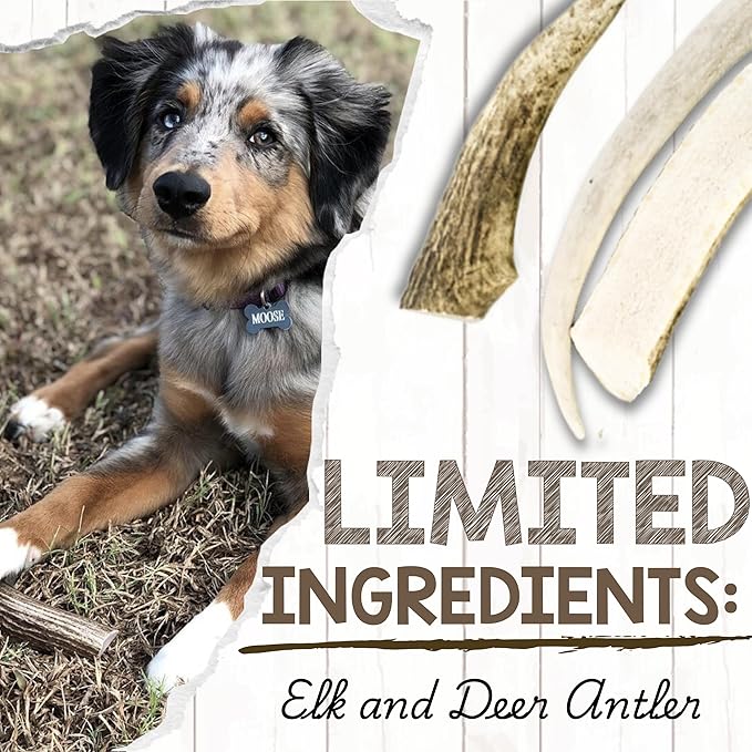 Nature Gnaws Antlers for Dogs (1Lb) - Mix of Elk and Deer Antler - Variety of Split and Whole Pieces - Long Lasting for Aggressive Chewers and Large Dogs (Packing May Vary)