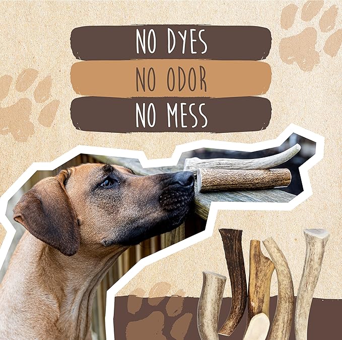 Mighty Paw Split Elk Antlers for Dogs (Sourced in The USA) | 1 Whole Medium 6"+ Long Lasting Bones for Aggressive Chewers - Naturally Shed Split Deer Antler for Dogs - Low Odor Chews (Pack of 1)