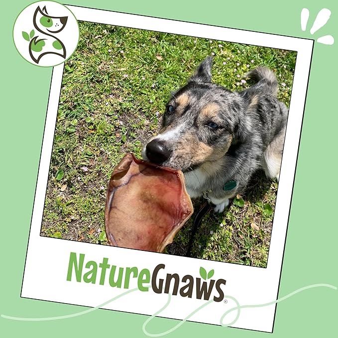 Nature Gnaws Pig Ears for Dogs (15 Count) - Thick Long Lasting for Aggressive Chewers and Large Dogs - Natural Pork Dog Chew Bones - Rawhide Free