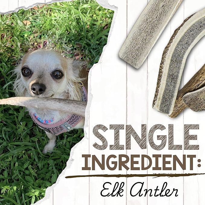 Nature Gnaws USA Elk Antlers for Dogs 5-8" (3 Count) - Mix of Split and Whole Pieces - Long Lasting for Aggressive Chewers - Natural Dog Chew Bones
