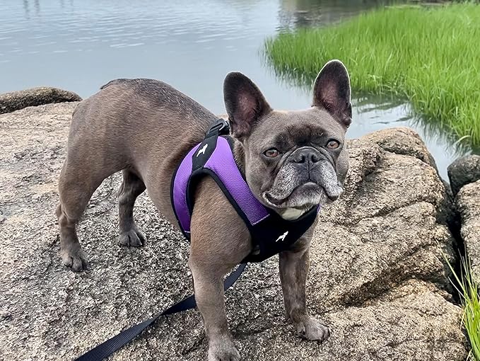 Gooby Escape Free Easy Fit Harness - Purple, Small - No Pull Step-in Patented Dog Harness with Quick Release Buckle for Small to Medium Dogs