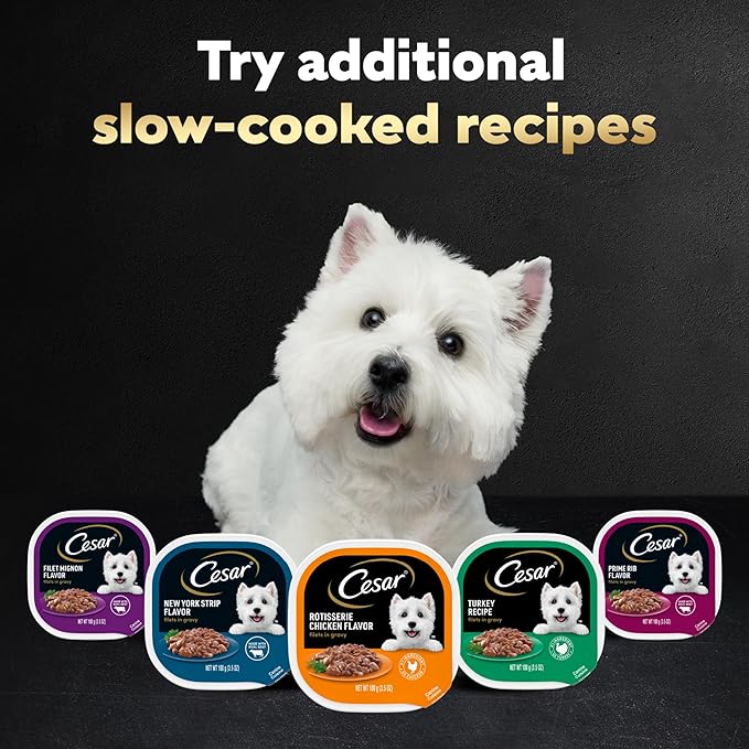 Cesar Filets in Gravy, Adult Wet Dog Food, Turkey Recipe, Wet Food for Dogs, 3.5 oz Trays, 24 Count