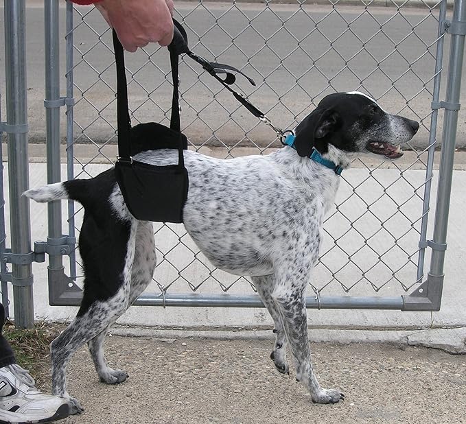 GINGERLEAD Dog Sling Hip Support Harness, SM Male fits Small to Medium Size Pets or Larger Barrel Chested Dogs Like Boxers or Bullies. Male Dachshunds use X-Small Size. Made in U.S.A.
