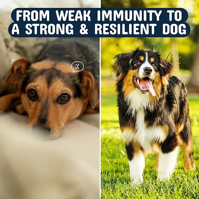 Pets are Kids Turkey Tail Mushroom for Dogs with Organic Real Turkey Tail™ - 8:1 Extract Mushroom Chews for Lumps & Bumps, Immunity, Gut, Skin, Joint & Spine Support - Reishi, Lion’s Mane - 240 Chews