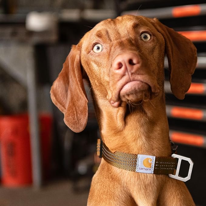 Carhartt Fully Adjustable Nylon Webbing Collars for Dogs, Reflective Stitching for Visibility, Hunter Orange (Nylon Webbing), Large