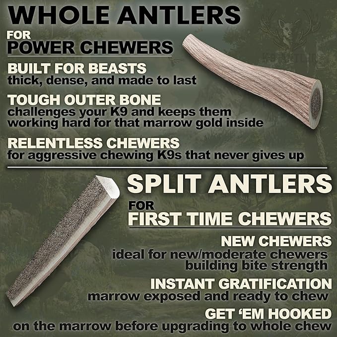 Deer Antlers for Dogs – Small Whole (4-6 Inch), Durable Chew for Aggressive Chewers, Naturally Shed in The Wild, Responsibly Gathered in The USA