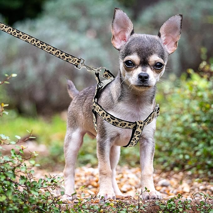 Mile High Life Leopard Dog Harness Collar Leash Set, Adjustable No Pull Dog Halter Harness for Small Breed Dogs, Easy Control for Training Walking (Black, XS Chest 9"-15", Neck 8"-12")