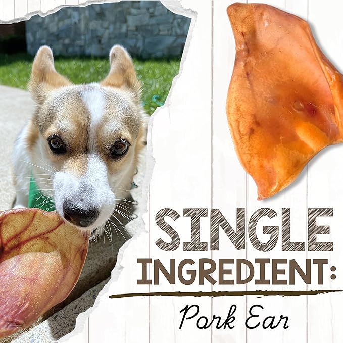Nature Gnaws USA Pig Ears for Dogs (10 Count) - Thick Long Lasting for Aggressive Chewers and Large Dogs - Premium Natural Pork Dog Chew Bones - Rawhide Free