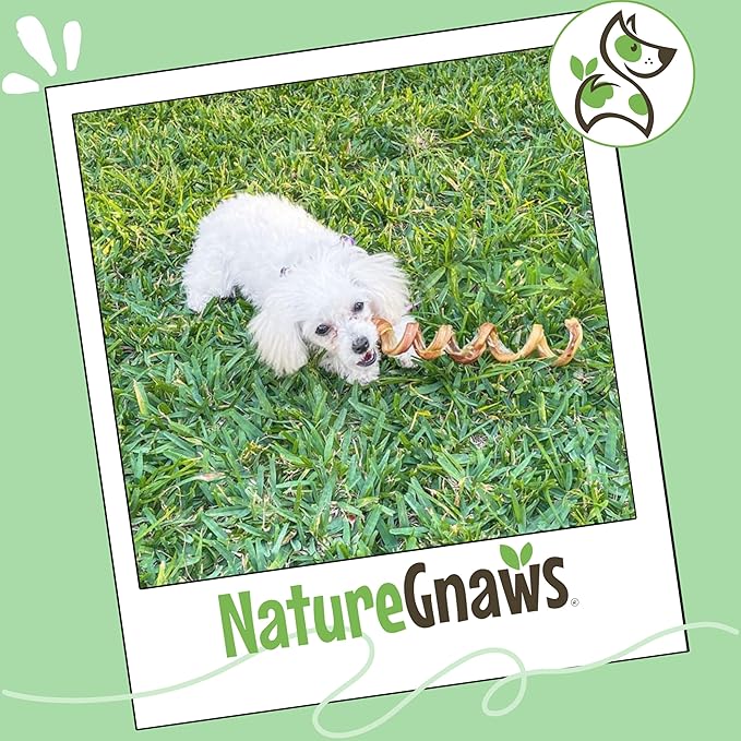 Nature Gnaws Bully Stick Springs for Dogs 7-8" (6 Count) - Long Lasting for Aggressive Chewers - Natural Curly Beef Dog Chew Bones - Rawhide Free