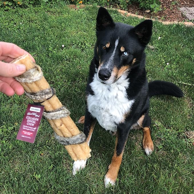 Icelandic+ Collagen Dental Chew: Beef & Cod Skin - 8" Dog Treat Stick, Hand-Wrapped Fish, 2 Ingredient Pet Snacks, Dental Health, Rawhide Alternative