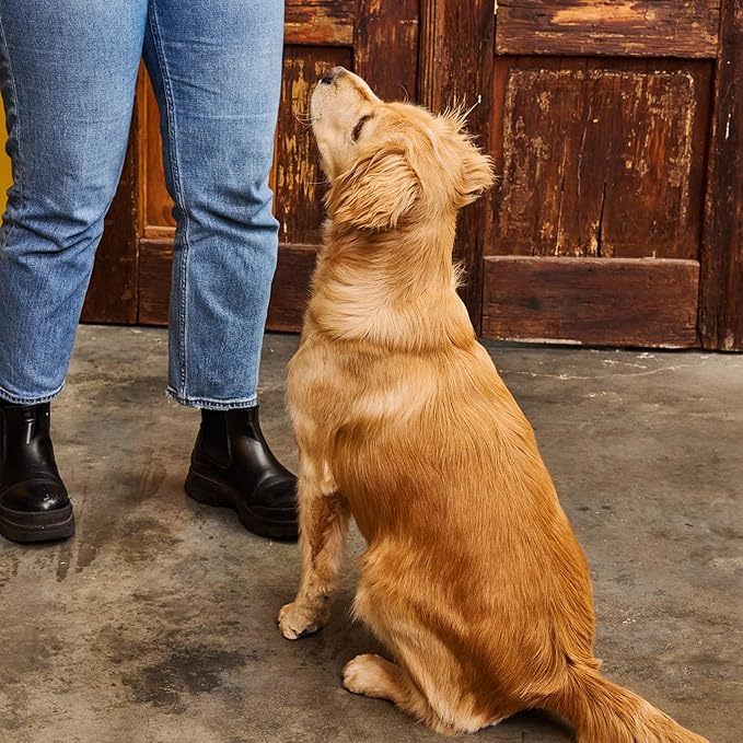 Bocce's Bakery Bac’n Nutty Training Treats for Dogs – Natural, Low-Calorie, Wheat-Free Training Bites Made with Real Ingredients and Baked in The USA – PB & Bacon Recipe (2 Pack Bundle)
