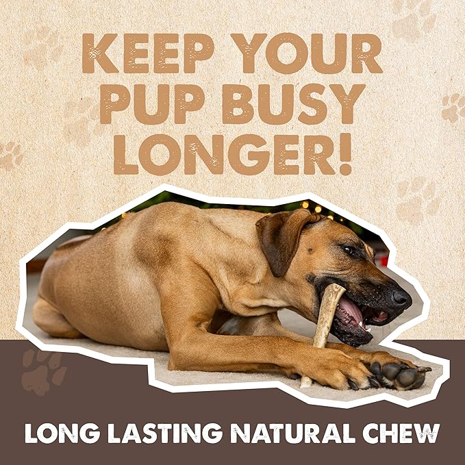 Mighty Paw Split Elk Antlers for Dogs (Sourced in The USA) | 2 Whole Monster 8"+ Long Lasting Bones for Aggressive Chewers - Naturally Shed Split Deer Antler for Dogs - Low Odor Chews (Pack of 2)